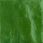 Casablanca Green 4×4 Field Tile Glossy